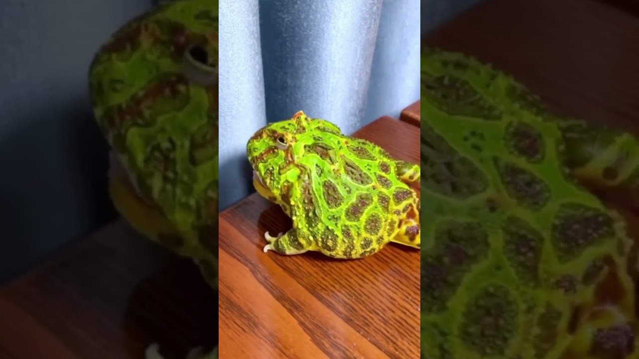 Рогатка Кранвелла#ceratophrys