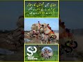 Setup pakistan