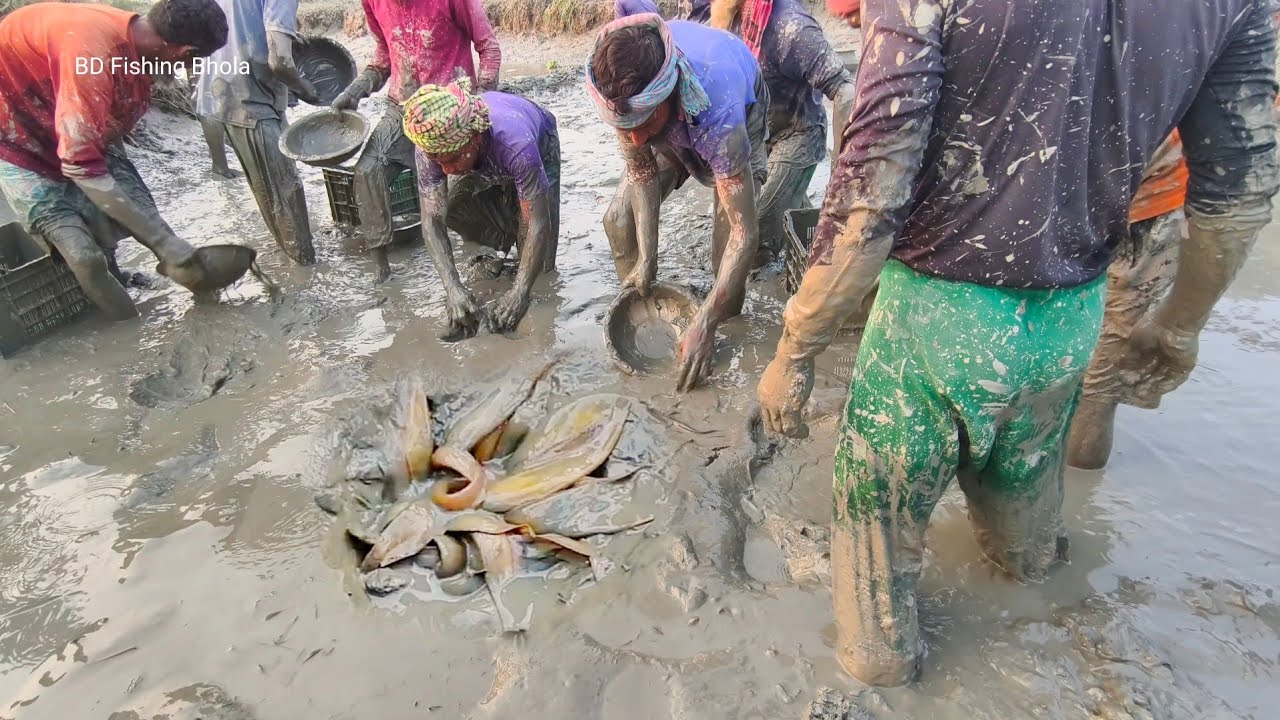 মাটির নিচ থেকে শুধু দেশি শিং মাছ ধরা || Unbelievable Country Catfish Catching in Mud Water 
