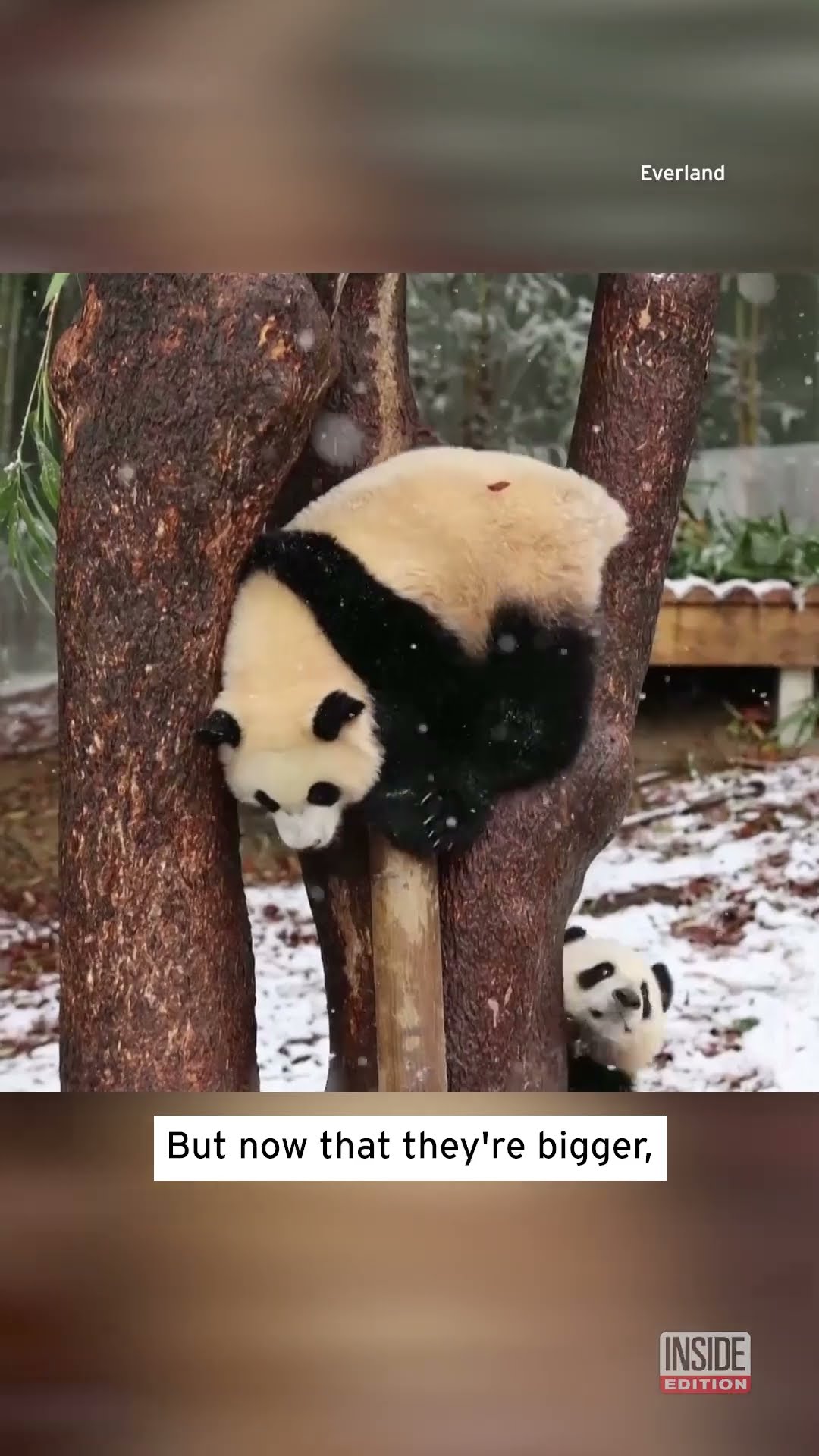 Giant Panda Twins Are Loving Their First Snow #shorts