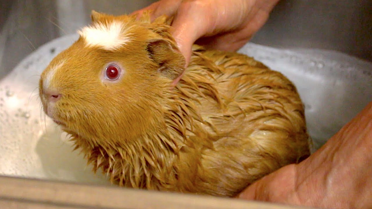 Guinea pig bath time! YouTube