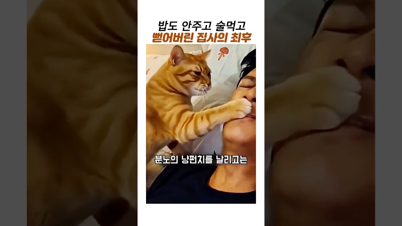 밥도 안주고 술먹고 퍼자는 집사의최후#웃긴동물#재밌는동물#치즈냥