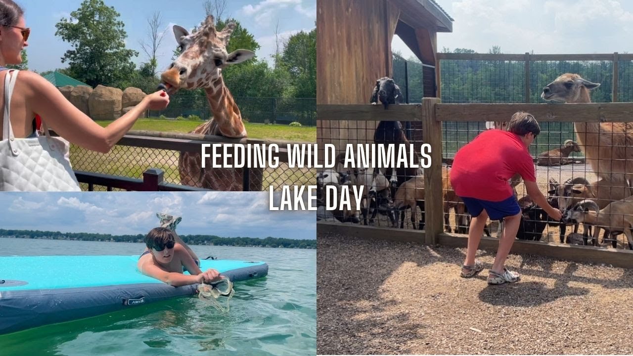 Feeding Wild Animals & Lake Day 🦒🌊