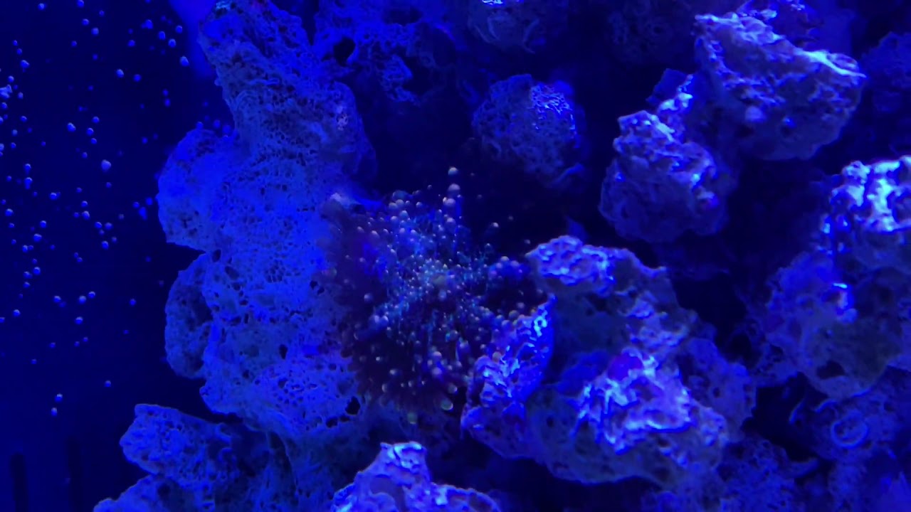 Ricordea mushroom coral