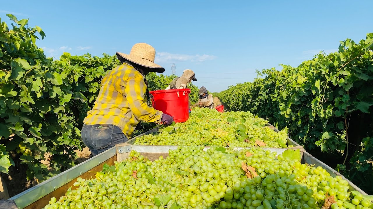 INCREÍBLE COSECHA DE UVA 🍇 por contrato en Estados Unidos / Grape Harvesting