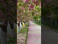 This is the prettiest road I’ve ever seen—no exceptions.