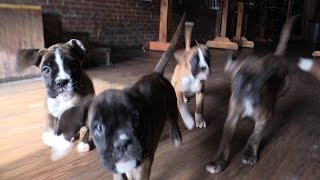 Cute Eight Week German Boxer Pups Chase Video Camera