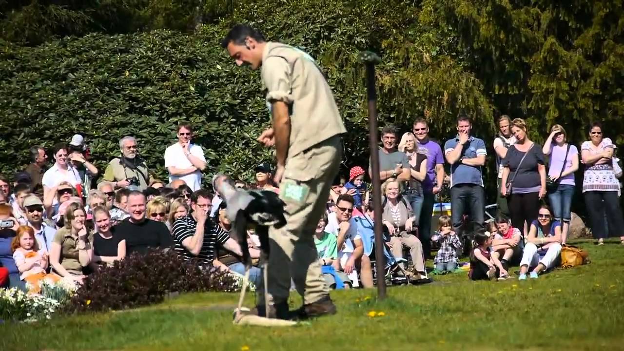 Weltvogelpark Walsrode -Tiertrainer Alonso  und die Nummer mit der Schlange