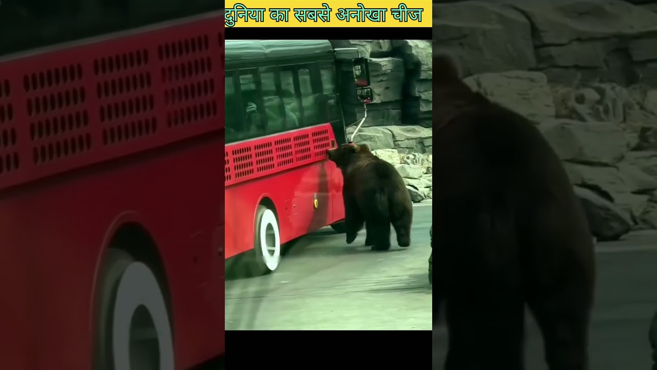 Ultimate Chain Zoo Story | Insaan Pinjre Mein, Janwar Azaad | Sand Fish Lizard & Giant Fish  