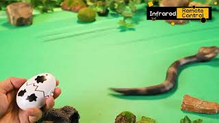 Celebrity I/R RC sensing cobra Snake 2024 new toys  #remotecontroltoy Wealth