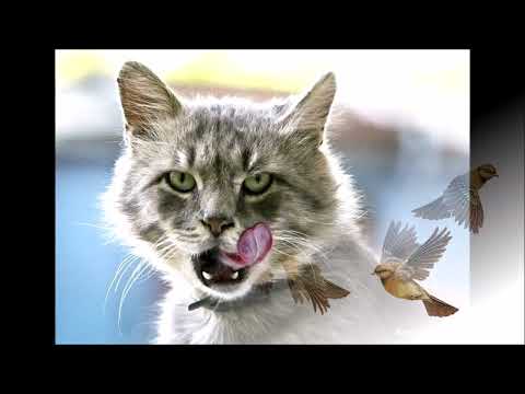 Рухлива гра Горобчики та кіт