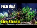 Live  how about a fish qa today