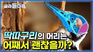 '중력의 1,000배 충격!' 딱딱한 나무를 평생 쪼고 사는 딱따구리의 머리는 어떻게 부서지지 않을까?│딱따구리 머리에 숨어 있는 경이로운 과학│다큐프라임│#골라듄다큐