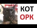 Лютые приколы. Кот - ОРК !