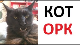 Лютые приколы. Кот - ОРК ! Лютые приколы. Кот - ОРК !