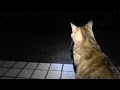 野良猫親子 出かけていった子供の帰りを待っている母さん猫