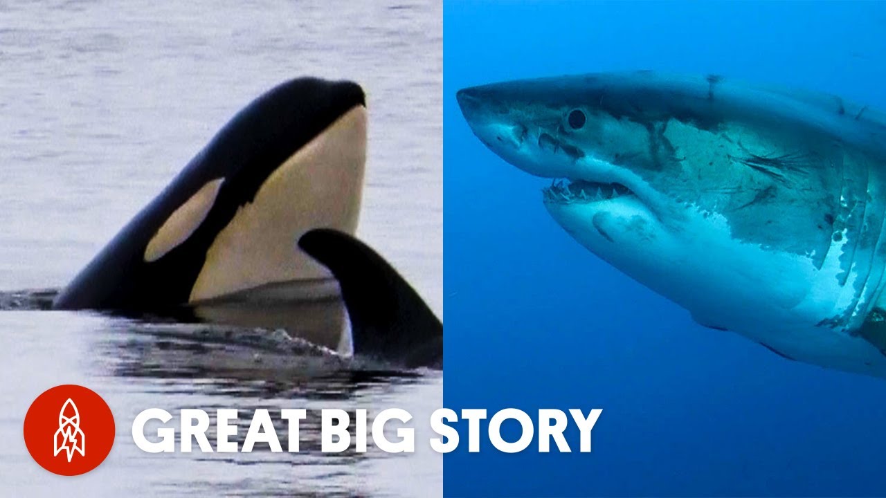 A Deep Dive Into The Lives Of Sharks And Whales Safe Videos For Kids - orca roblox galaxy