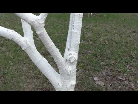 Чем лучше белить