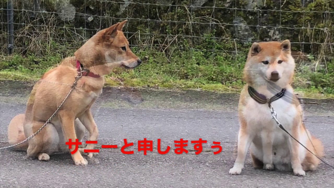 サニー 山陰柴犬 サニー 山陰柴犬