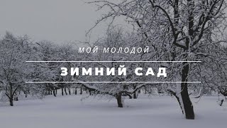 Мой зимний сад.