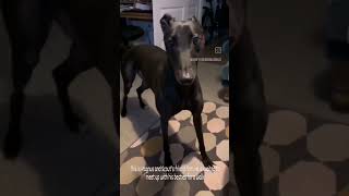 So Hyped To See His Greyhound Friends