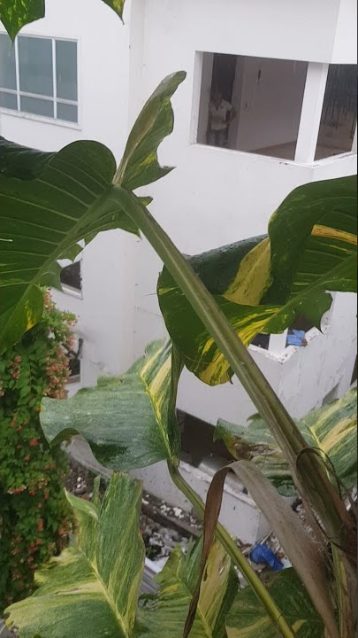 Fuck neighbor