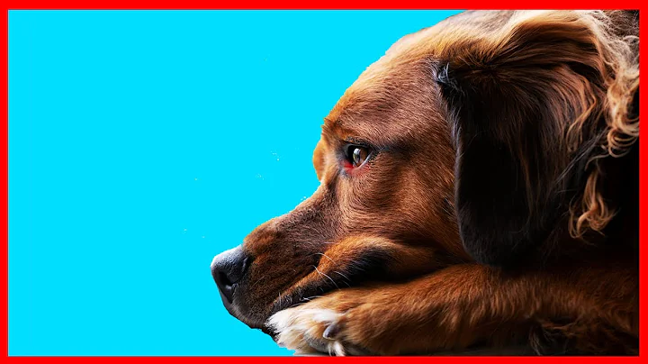 How do you know if your puppy is upset with you? (2023)