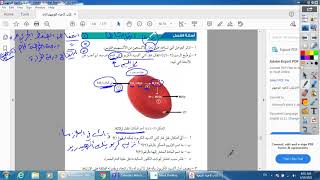 تكوين الجاميتات الذكرية ( تكوين الحيوانات المنوية ) / احياء - توجيهي / استاذ احمد فهيم الصالح