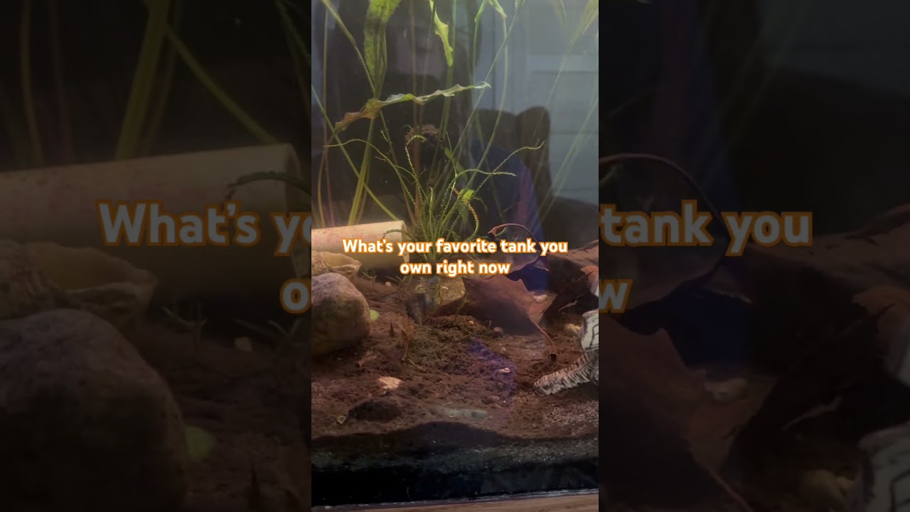 Come take a dive into my z75 gal planted community tank!