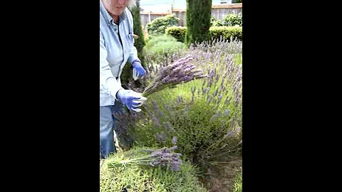Growing Lavender - Quick Way to Harvest Lavender