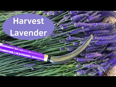 Growing Lavender Quick Way To Harvest Lavender