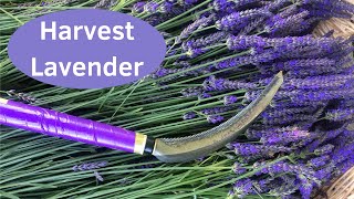 Growing Lavender - Quick Way to Harvest Lavender