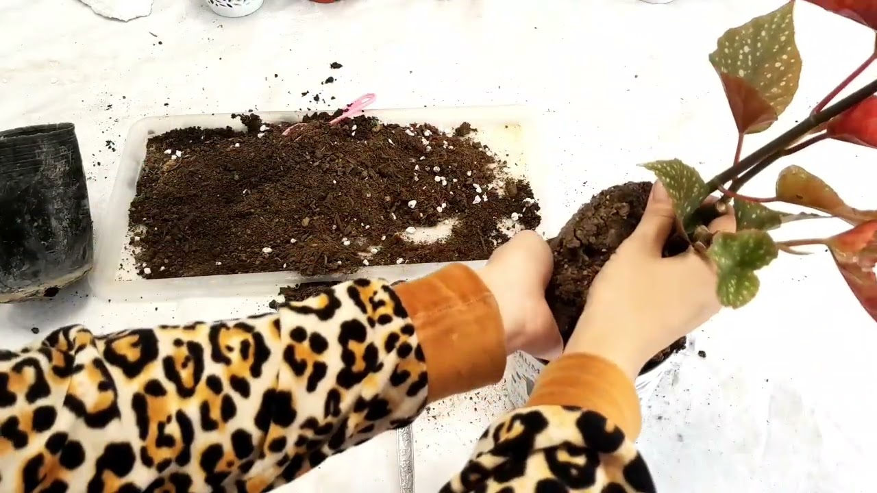 Бегония гулини экиш.