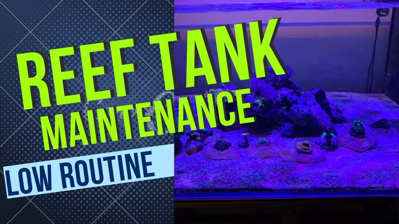 Photo inspiration: Fresh Look at Maintenance On Reef Tank Aquarium
