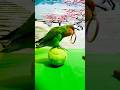 Bird Training:smart lovebird parrot l smart little cute parrot #training#smartparrot#cute