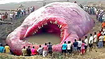 Things Humans Were Never Meant To See!
