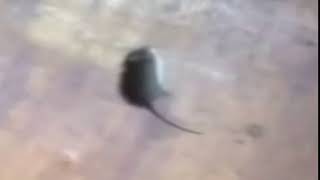 Мышка Катиться Под Патимейкер И Радуется Жизни