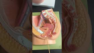 Celebrity Female Reproductive System - Deeper structures Wealth