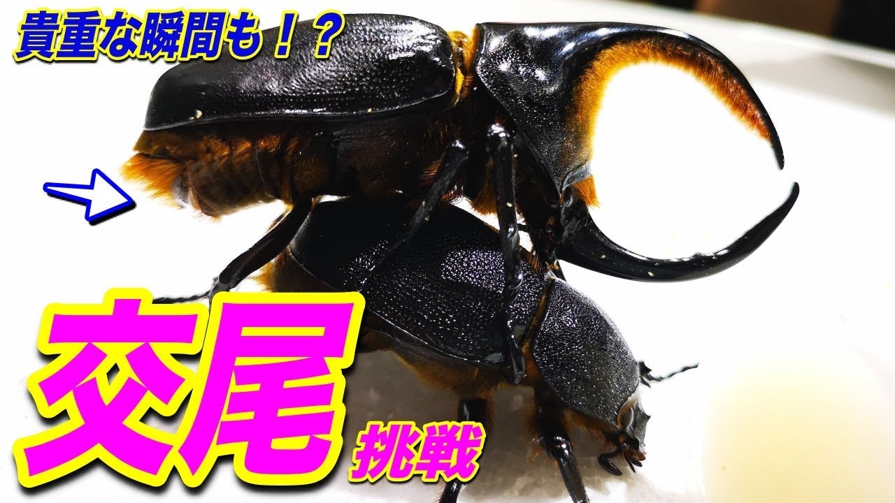 悪魔の名を継承する高額昆虫の生◯器が出る瞬間を捉えた - YouTube