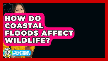 How Do Coastal Floods Affect Wildlife? - Weather Watchdog