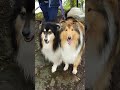 Excited Rough Collies Uther Bevan Happy Bark Excited Rough Collies Uther Bevan Happy Bark