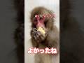 【夢中】お口いっぱいに頬張る姿にキュン💕Too cute! 💖 Ranma stuffing his mouth with a red banana! #shorts #monkey #cute