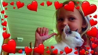 I Make Cat Videos For A Living Fan Video Ella