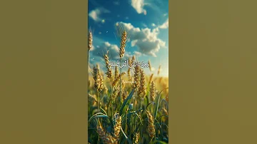 فارس عباد سورة طه القرآن الكريم قرآن Quran Islam 