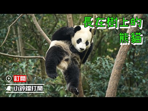 《熊貓Top榜》332期 “熊貓樹”上“熊貓果” | iPanda熊貓頻道