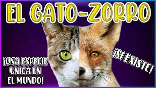 EL GATO-ZORRO SÍ EXISTE, NUEVA ESPECIE FELINA ÚNICA EN EL MUNDO! - SiamCatChannel by SiamCatChannel 840 views 2 months ago 5 minutes, 42 seconds