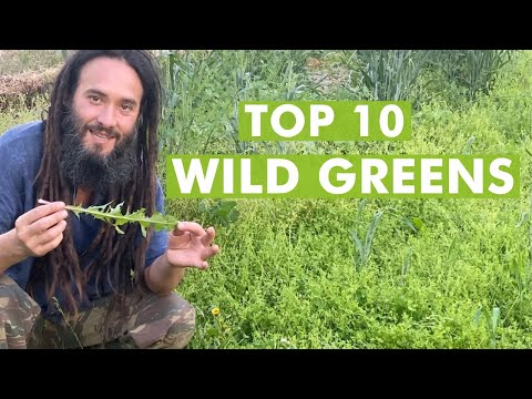 Video: Exotic Salads With Garden And Wild-growing Herbs - 