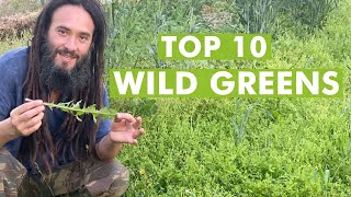 10 Wild Edible Greens to Harvest Foraging Plants