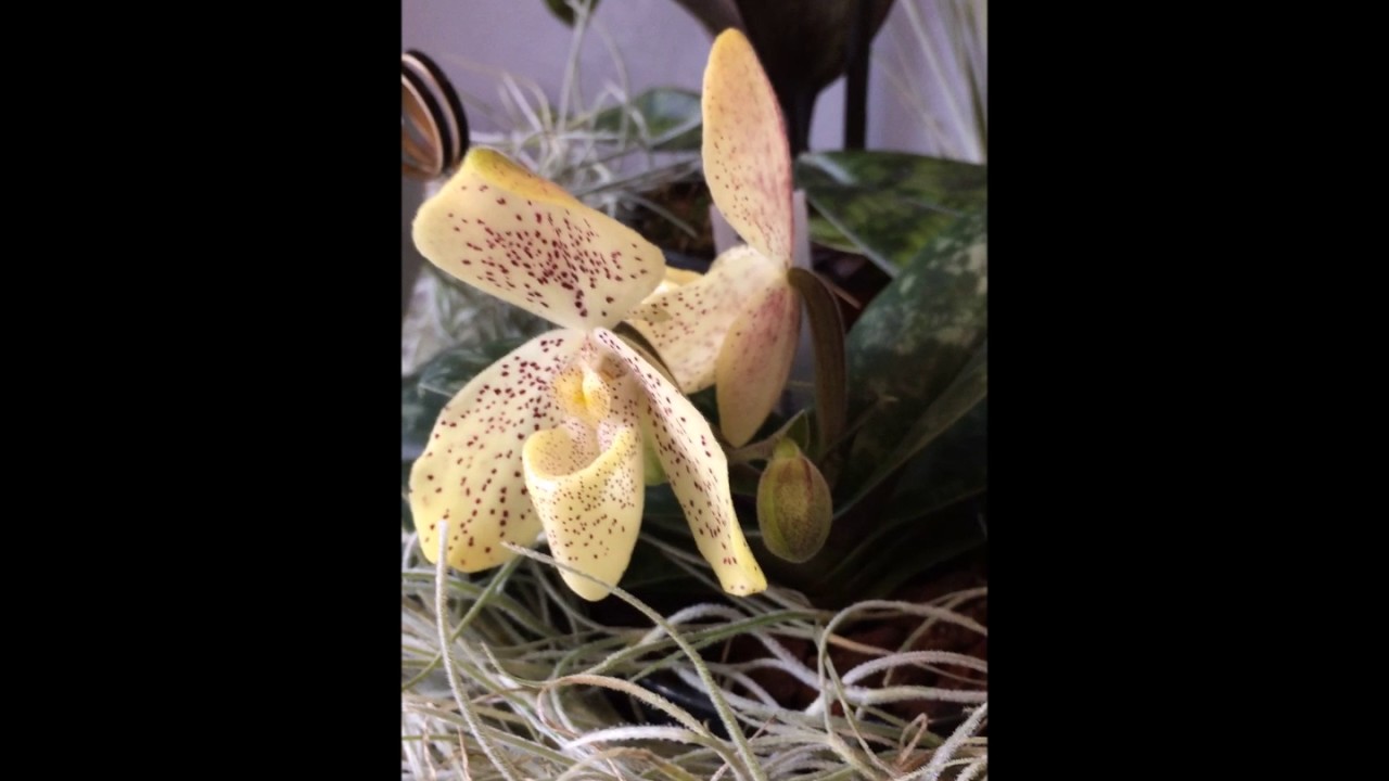 Paphiopedilum concolor Orchidejos.lt