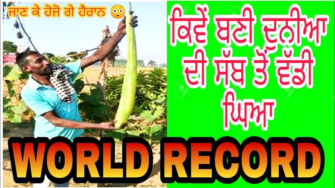 World Record ਵਾਲੀ ਘਿਆ World Record Zucchini Biggest Zucchini in the